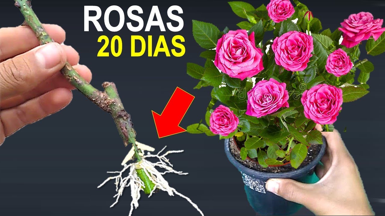 Como Fazer Mudas de Rosas pelo Galho (da Forma mais Fácil que Existe)