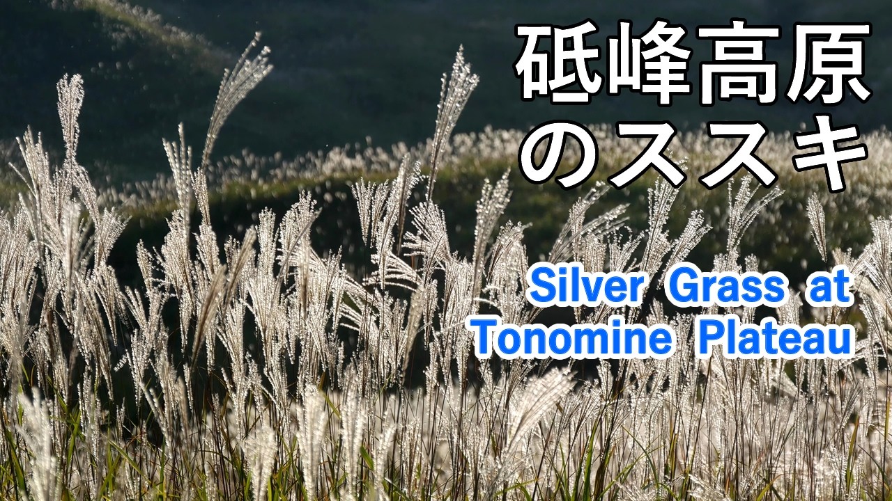砥峰高原のススキ（兵庫県） 西日本最大級のススキ名所！ / Silver Grass in Tonomine Plateau [ 4K ]
