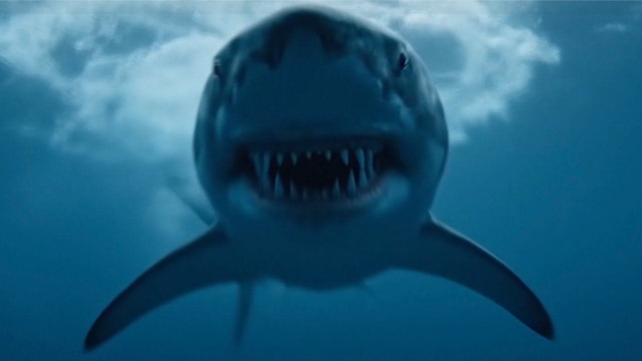 The Heart of Sharkness: Australian Beaches Are Now Safer For Sharks Than Humans