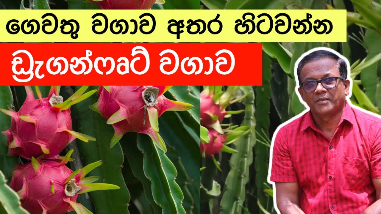 ගෙවත්තෙන් අමතර ආදායමක් ගන්න ඩ්‍රැගන්ෆෘට් වගාව | Dragon Fruit | Ceylon Agri | Episode 294