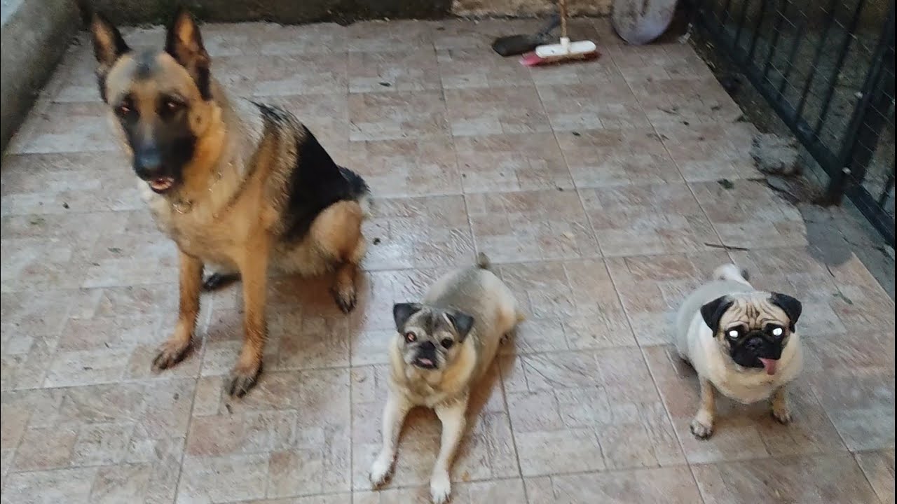 Köpeklere Çiğ Kanat Ucu Verdim Cips Gibi Yerler😛