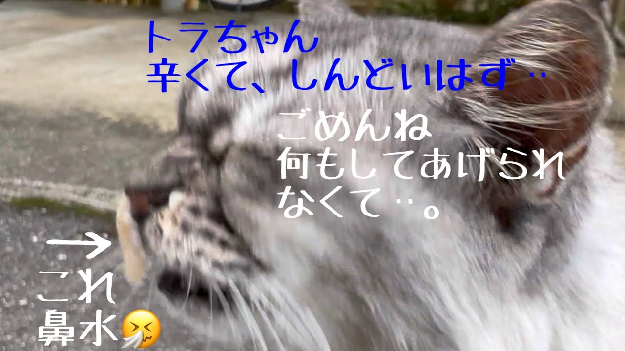 【猫のいる暮らし】猫風邪酷くて‥ゴメンよ何もしてあげられなくて‥。