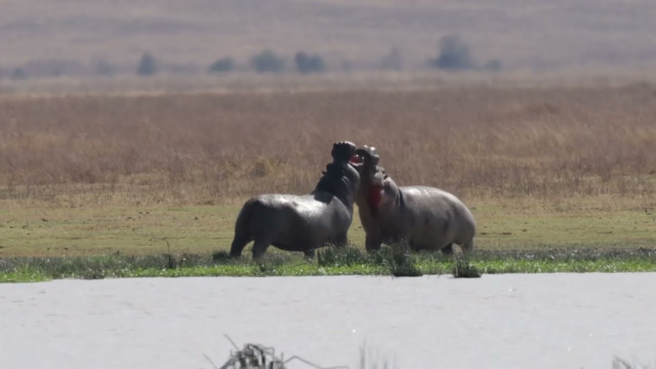 Buffalo chased by lions into fighting hippos!
