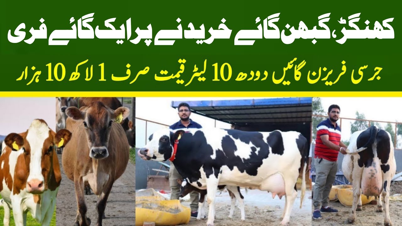 Rahman Dairy Farm | Pregnant Cow | Khangar Cow | Dairy Farming In Pakistan
