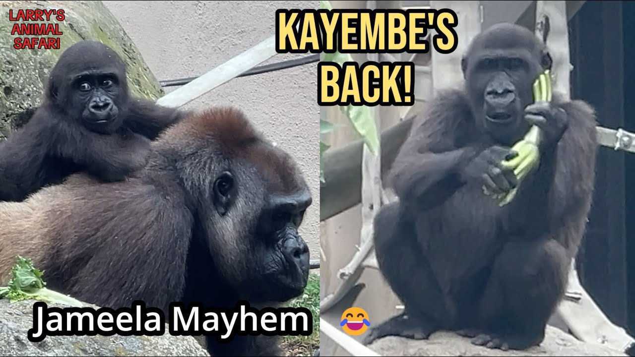 Обновление по травме Кейембы и неразбериха с детенышем гориллы Жамилой🦍😂