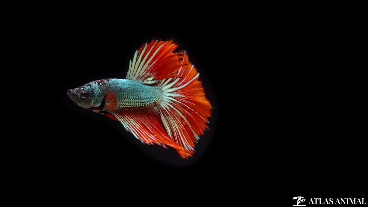 Pez Betta 4K - Betta Fish 4K