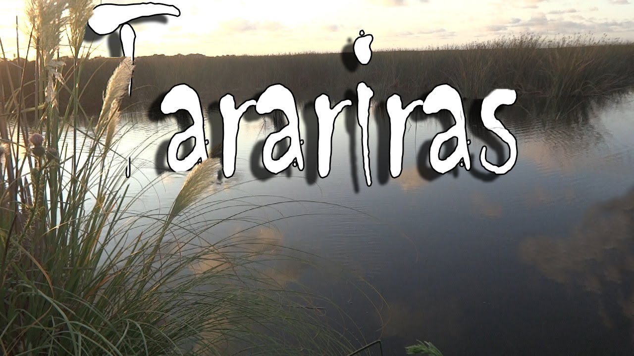 Pescando tarariras con señuelos  Temporada de pesca de tarariras 2020