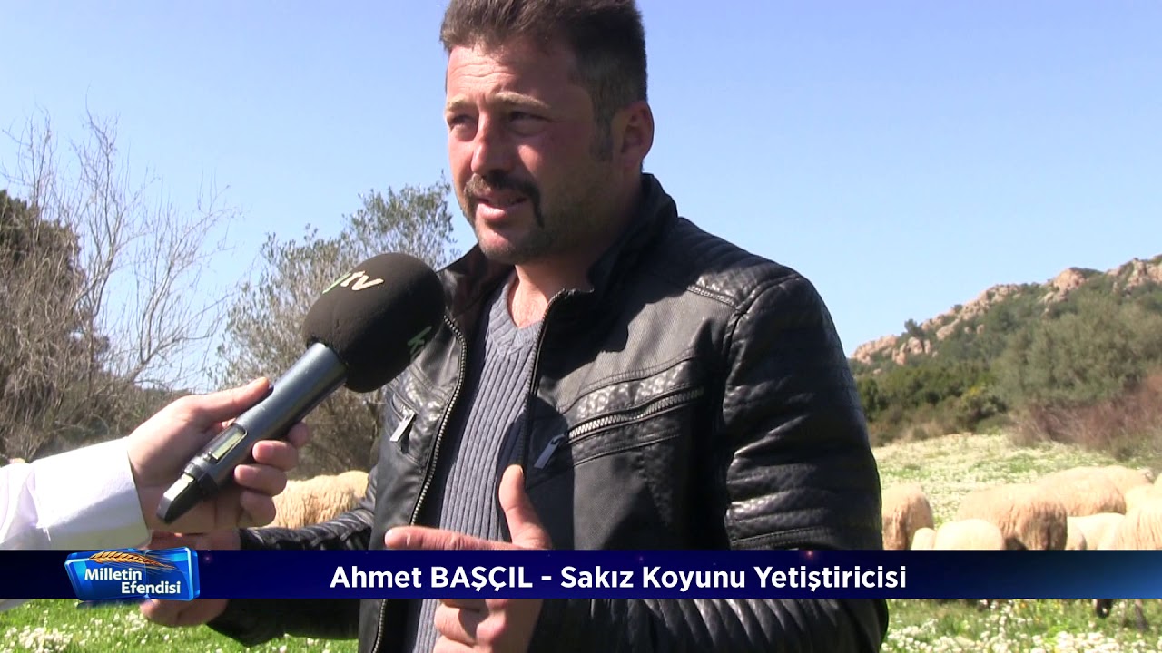 AHMET BAŞÇIL SAKIZ KOYUN ÇİFTLİĞİ / KÖY TV