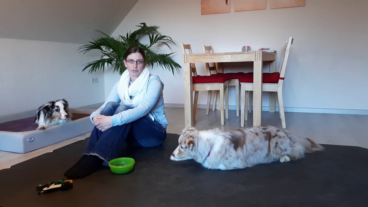 Clickertraining anfangen | So lernt mein Hund den Clicker | Hund auf Clicker konditionieren