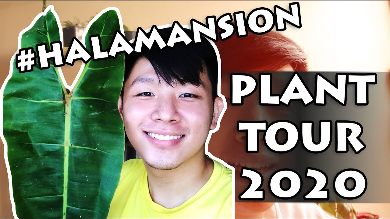 KABAHAN NA SI BRETMAN jk | Houseplant Tour 2020 (First Monthsary)