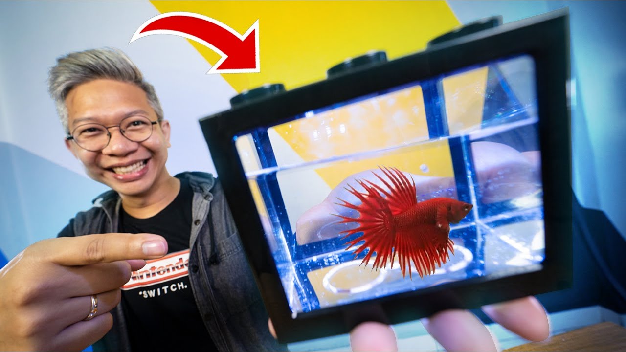 BELI IKAN CUPANG UNTUK AKUARIUM LEGO!!
