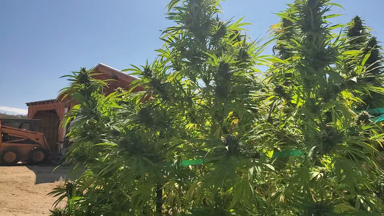 100 gallon grow bags #organic #socal #sunshine #ganja