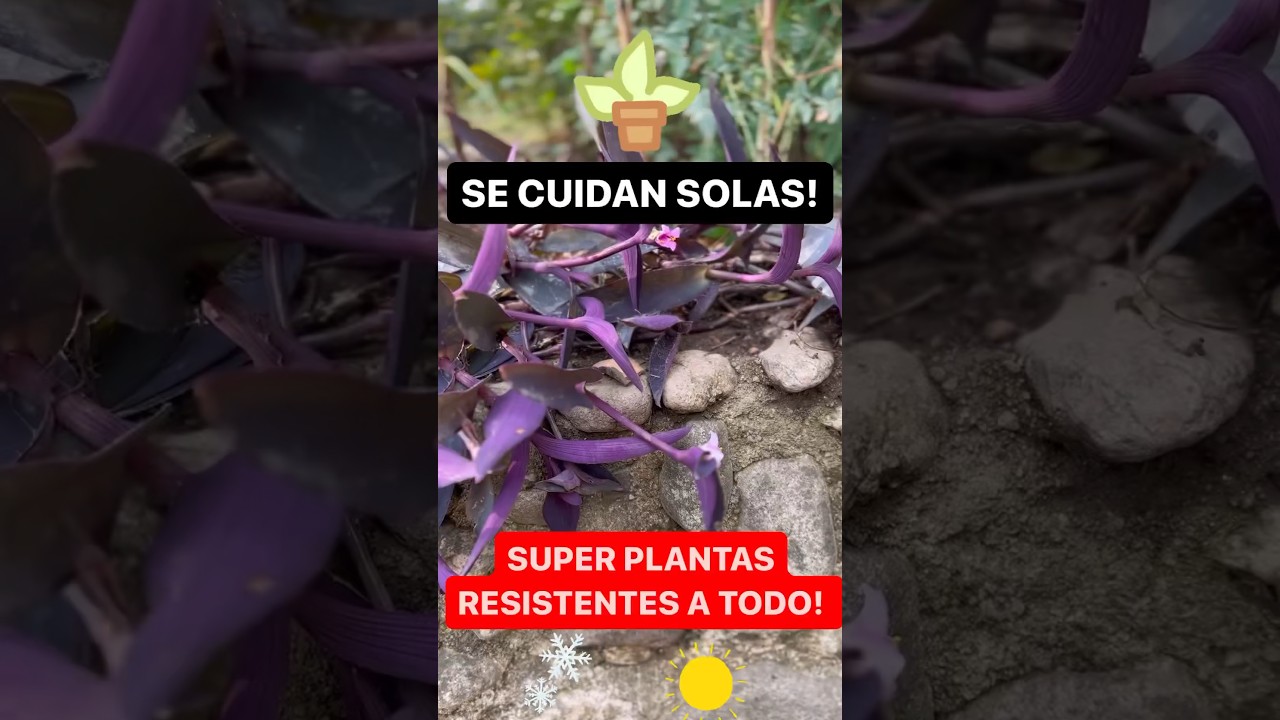 4 S&uacute;per PLANTAS Resistentes a TODO! ☀️ ❄️