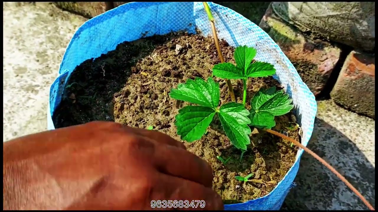 STRAWBERRY TREE CARE 🍓#strawberry#garden #fruit #viralvideo #new #explore 