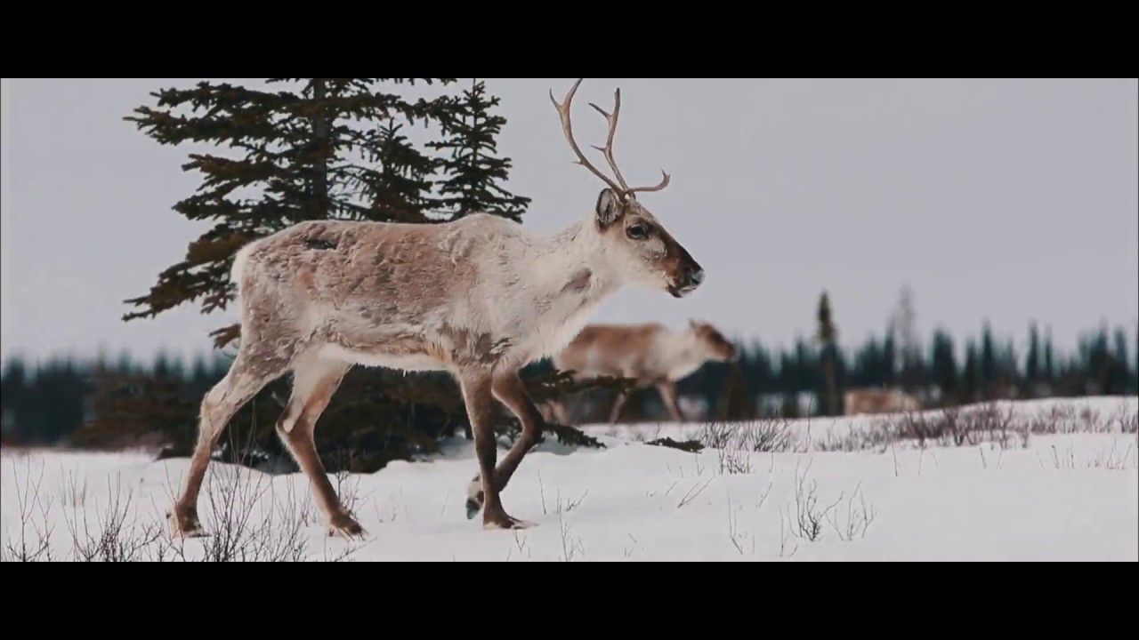 Arctic Haven: Arctic Spring - Wolverines, Bears and Caribou