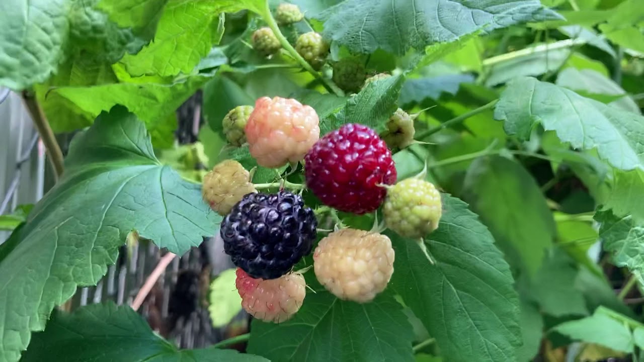 Blackcap Raspberries: how to grow and enjoy this exquisite native fruit