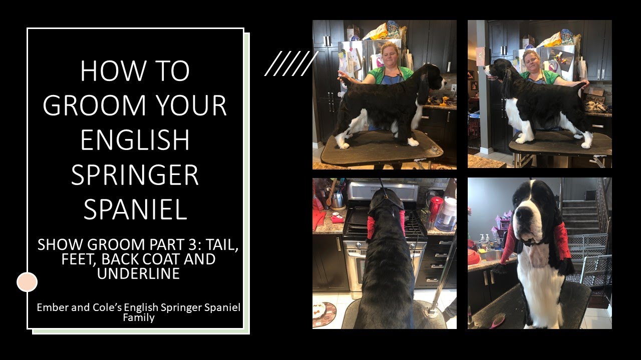 HOW TO GROOM YOUR ENGLISH SPRINGER SPANIEL: SHOW GROOM PART 3: TAIL, FEET, BACK COAT AND UNDERLINE