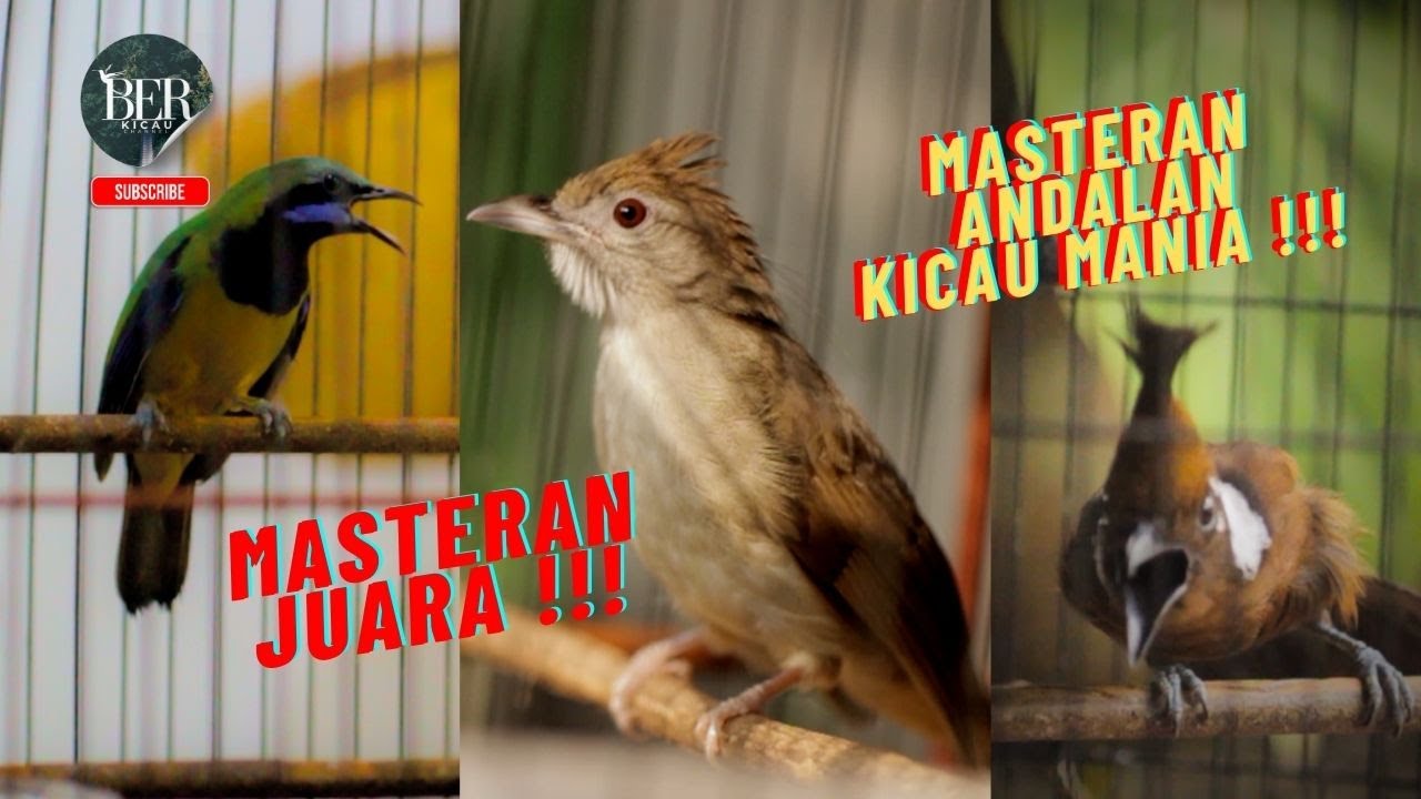 3 BURUNG ANDALAN MASTERAN CEPAT MASUK PARA KICAU MANIA