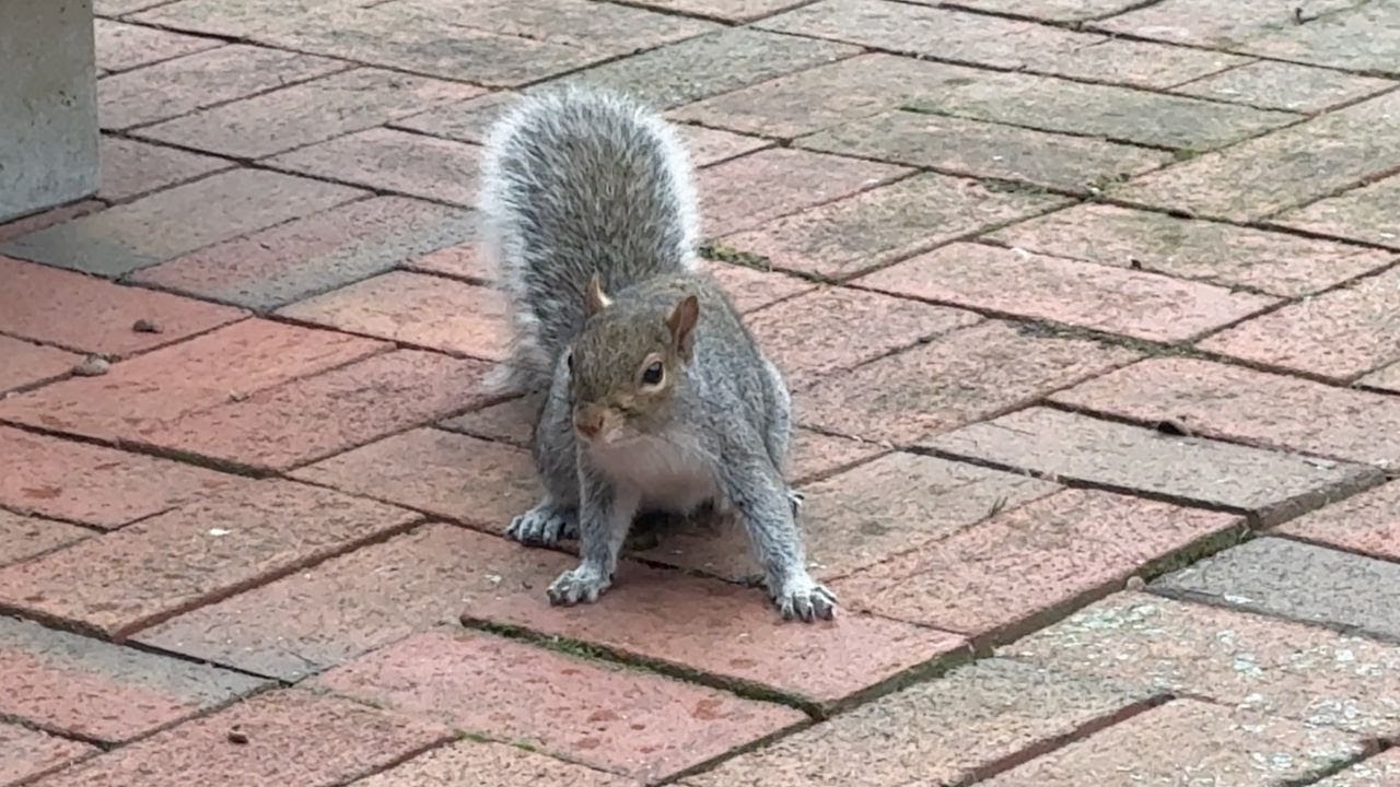 Ep. 07 - squirrels daily