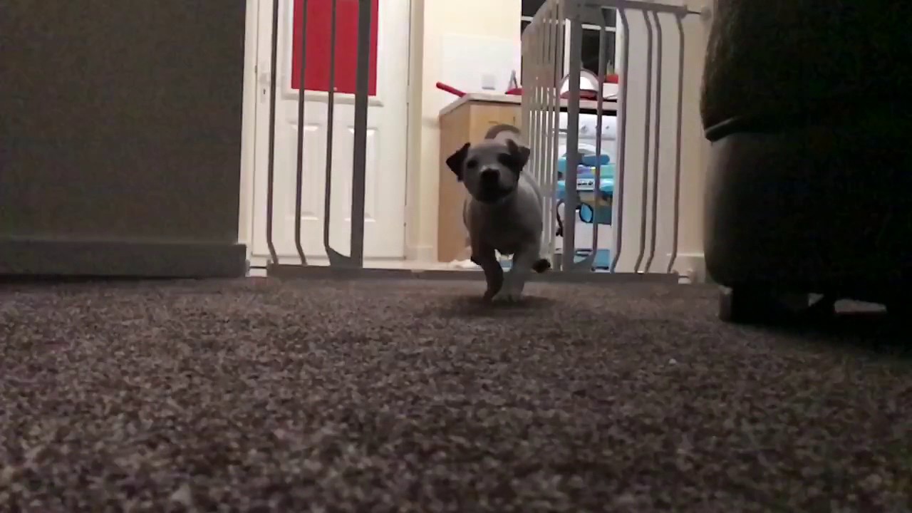 Arlo - Jack Russell x Staffy