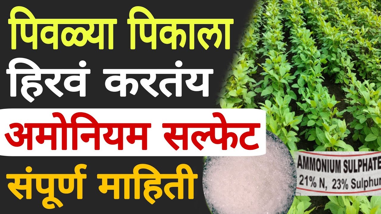 अमोनियम सल्फेट संपूर्ण माहिती | वापर | फायदे | Dnyaneshwar Kharat Patil