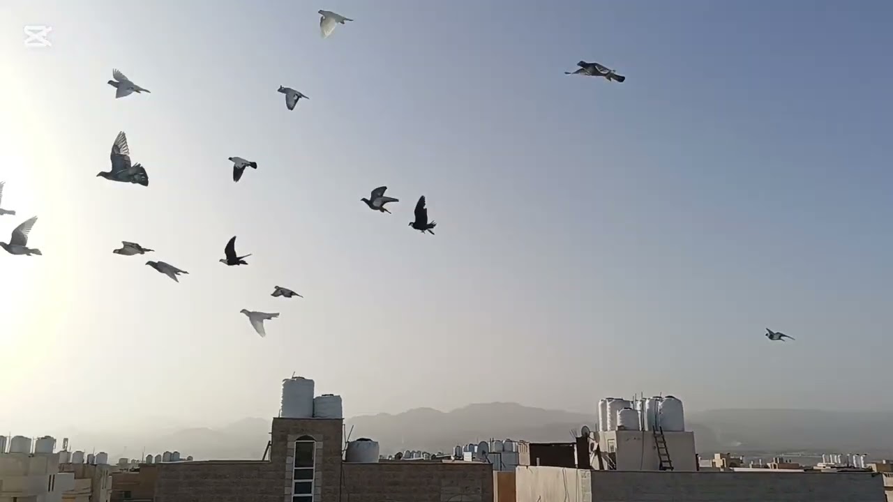 كش الفراخ راس خفيف لطيف لعيون الحبايب 