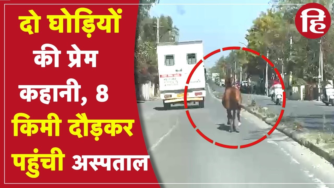 Viral Video: उदयपुर में घोड़ी का अनोखा प्रेम, एक बीमार हुई तो दूसरी ने दौड़कर पहुंची अस्पताल