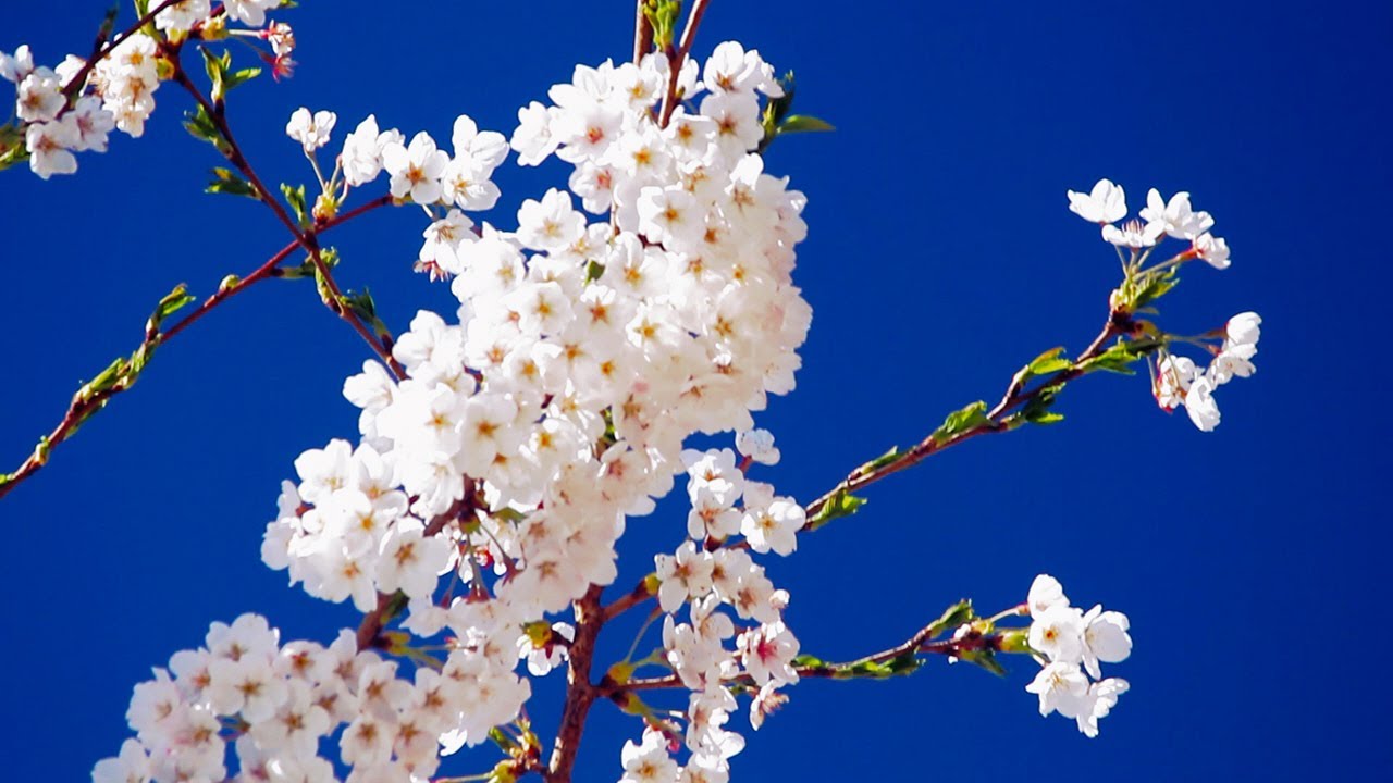 KAISERSLAUTERN - Cherry Blossom in the Spring / Kirschbl&uuml;tenzeit / Canon 600D / XLII