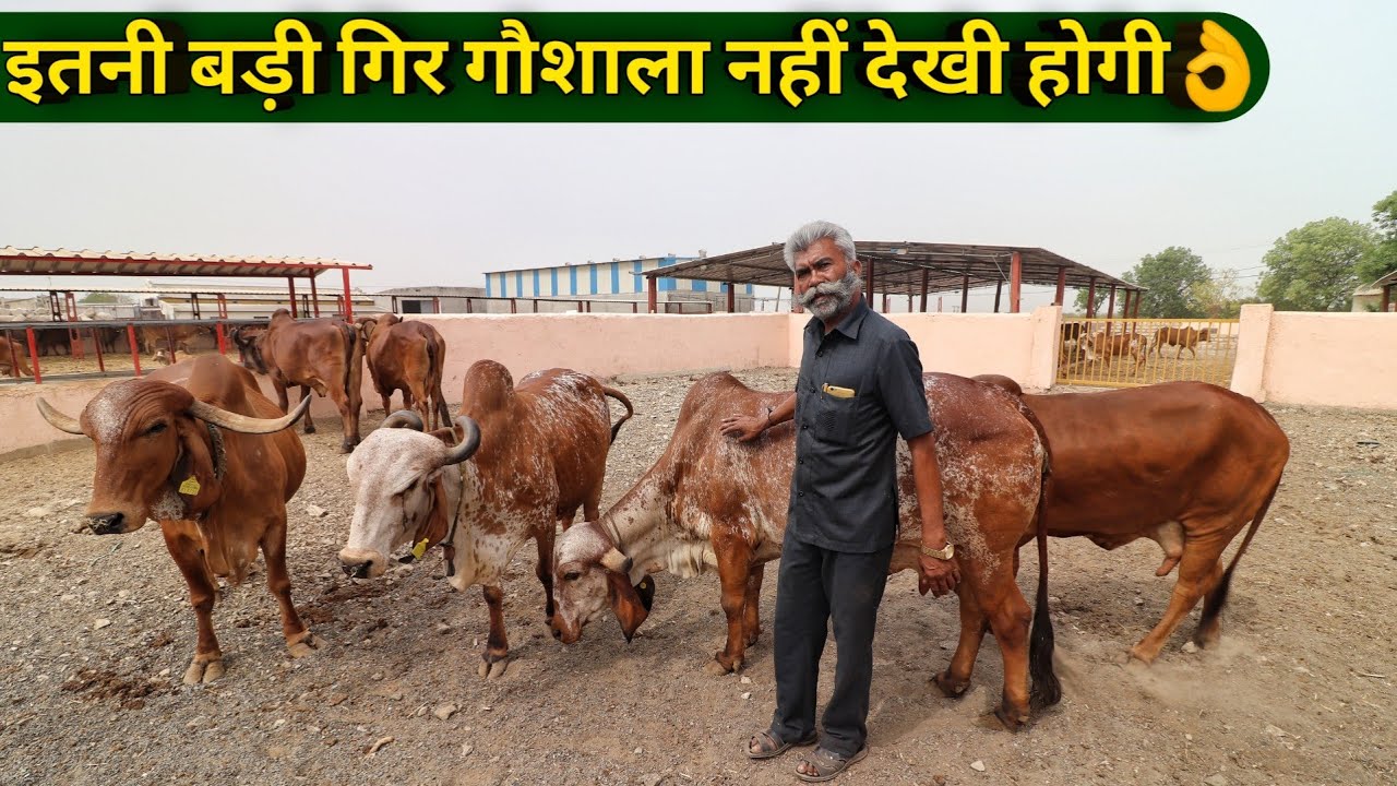गुजरात में गिर गाय की बड़ी गौशाला|Aryaman Gir Gaushala Jasdan Gujrat