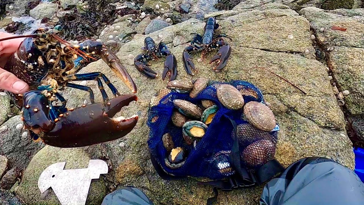 COASTAL FORAGING AT ITS FINEST - Big Lobsters & Abalone! Catch Clean Cook Big Lobster