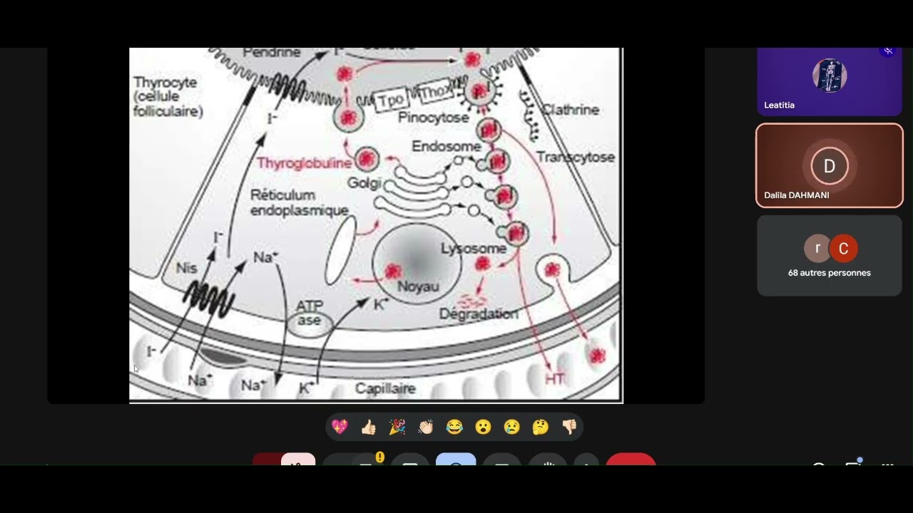 BIOCHIMIE UE4 : Les hormones thyroïdiennes.