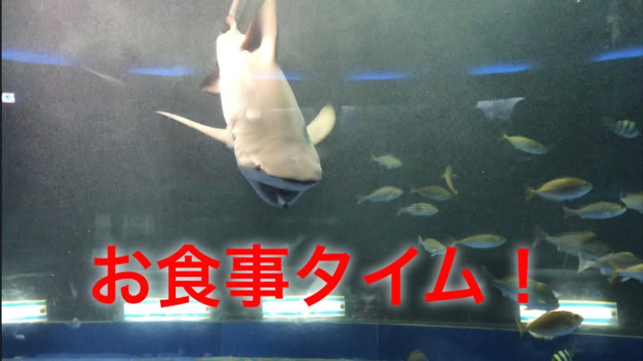 オオメジロザメ、レモンザメたちの迫力お食事シーン！(解説＆Rickyの心の声付き) @京急油壺マリンパーク Carcharhinus leucas &  Negaprion acutidens
