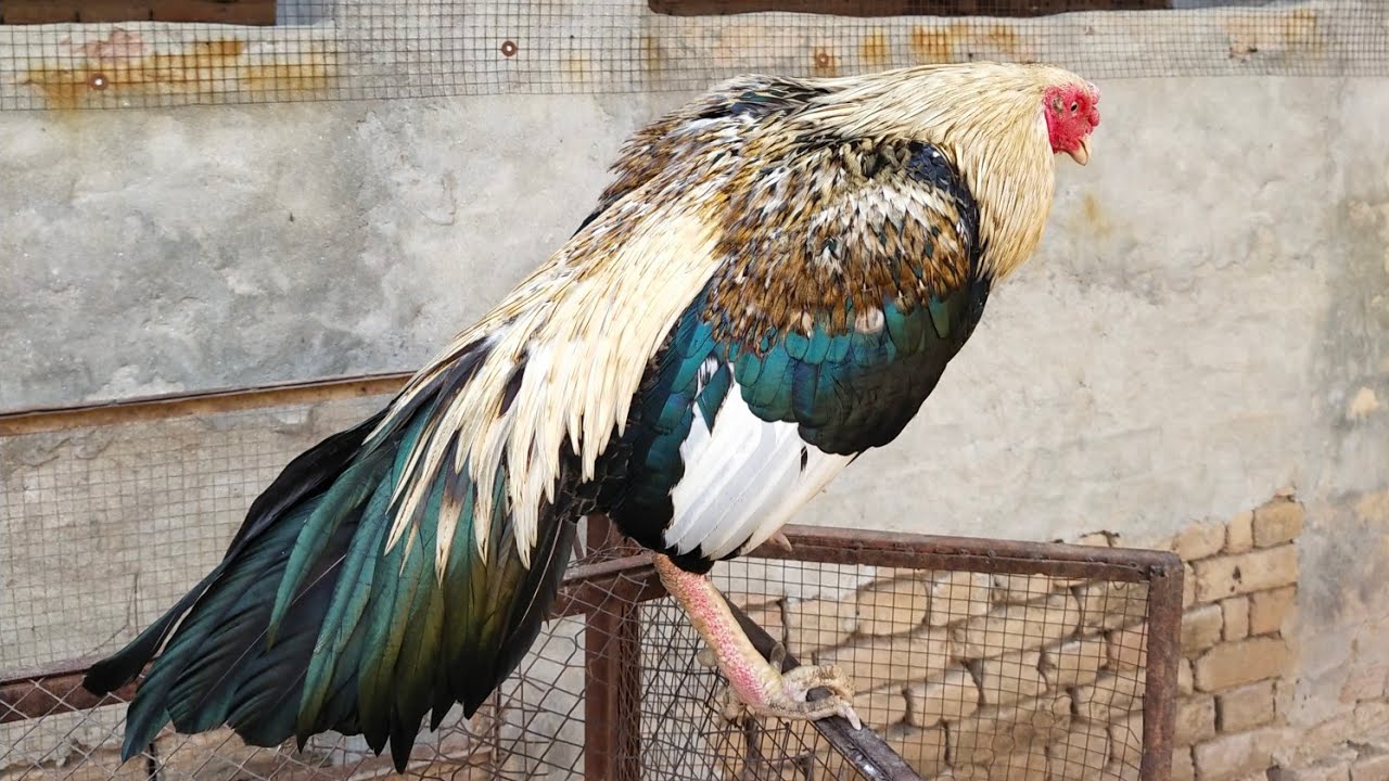 Aisa Nuskha Jo Murghay Ka Mon Sakht Ho Jaye