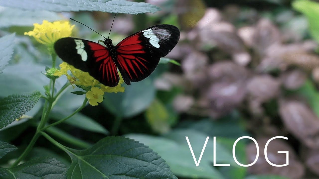 VLOG:🍂БОТАНИЧЕСКИЙ САД 🌲в Кошице🌳(1 часть)
