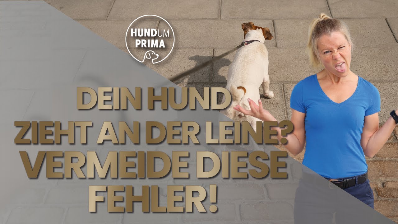 Leinenführigkeit: Vermeide diese Methoden, wenn dein Hund entspannt an der Leine laufen soll!