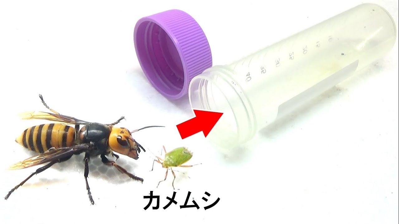 オオスズメバチとカメムシを筒の中に閉じ込めたら大変なことになった