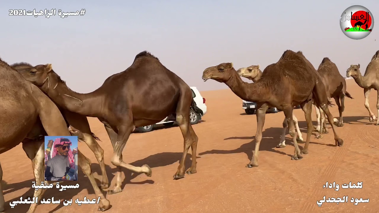 مسيرة /عطيه بن ساعد الثعلبي