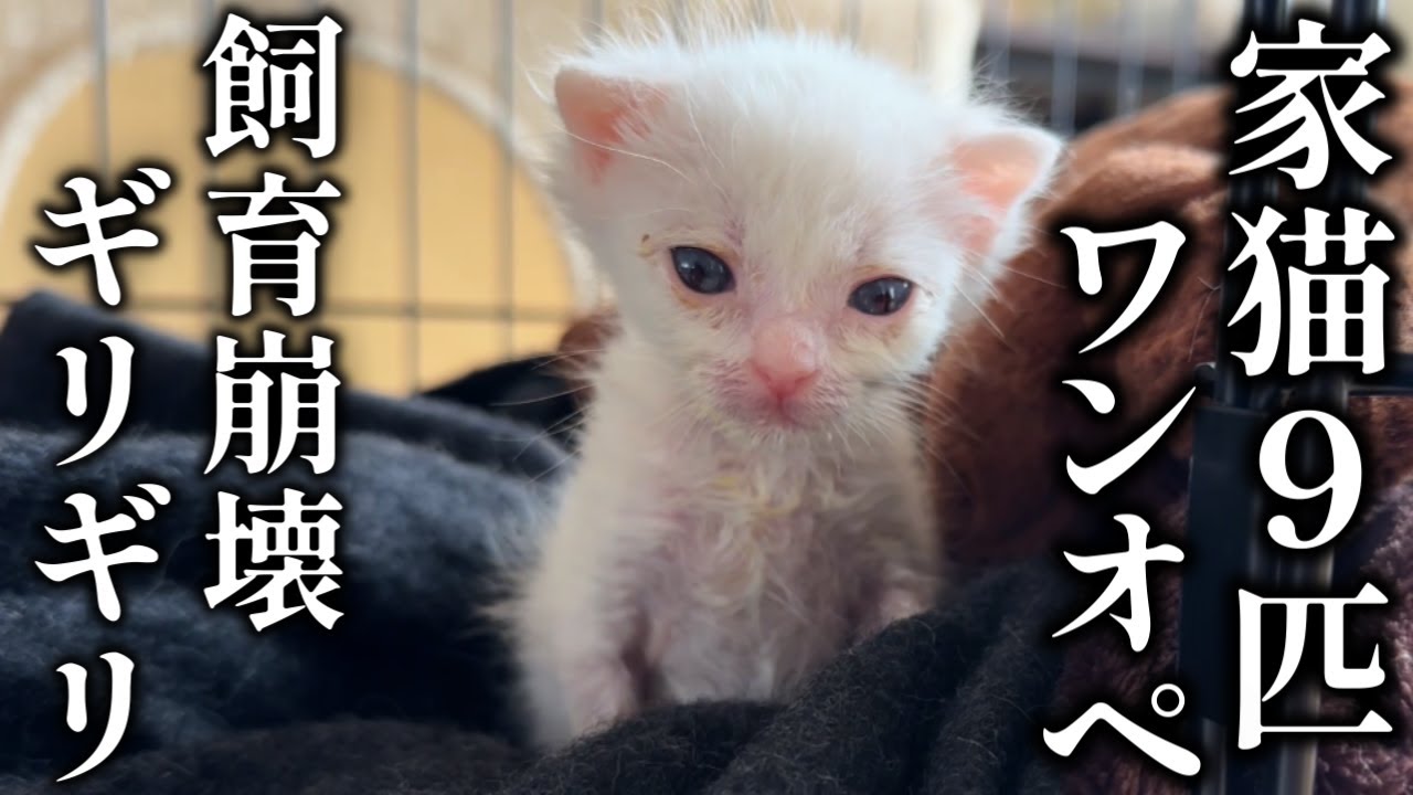 家猫9匹と地域猫活動 多頭飼育崩壊が迫る