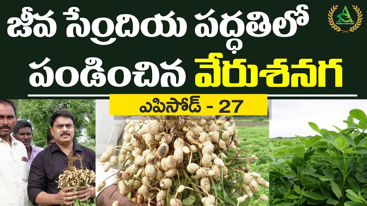 ఎపిసోడ్ 27- జీవ సేంద్రియ పద్దతిలో పండించిన వేరు శనగ | Annapurna Agri Space | Agriculture #peanuts