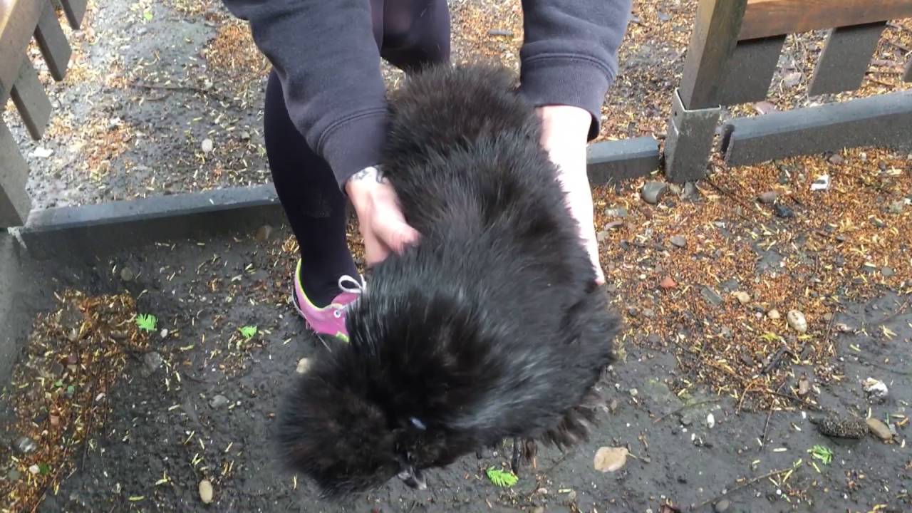 Zijdehoen met scheve nek