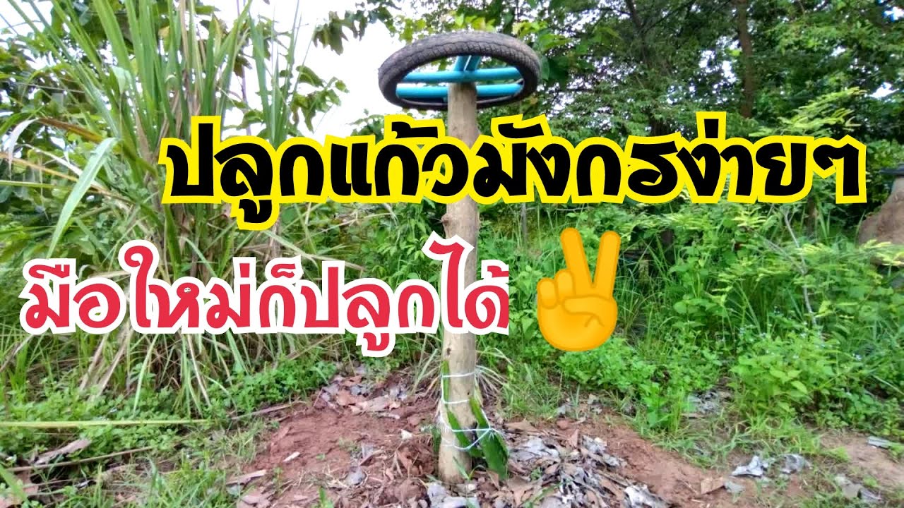 #ปลูกแก้วมังกรง่ายๆมือใหม่ก็ทำได้#ทำหลักปลูกแก้วมังกร#ปลูกแก้วมังกรแดงไต้หวัน#เกษตรง่ายๆสไตล์มือใหม่