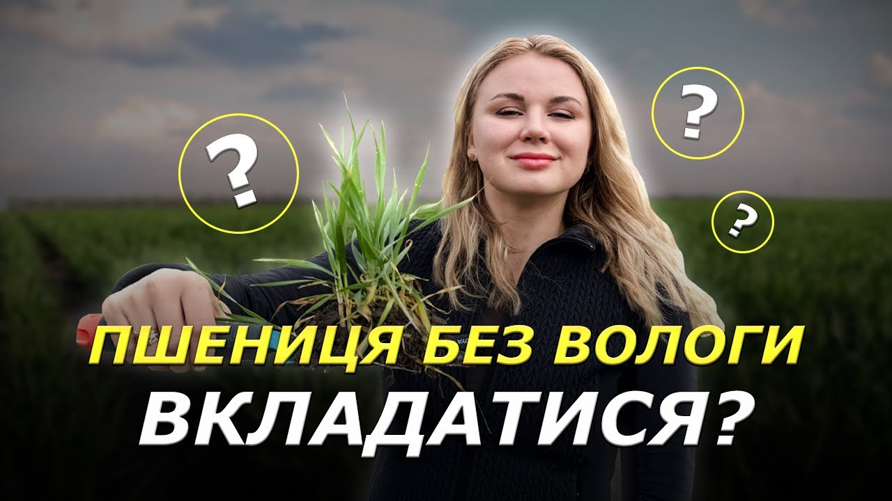 ВКЛАЛИСЯ В ПШЕНИЦЮ, А ВОЛОГИ НЕМА ❗ СІЯЛИ ДАРМА ЧИ БУДЕ УРОЖАЙ ПО УКРАЇНІ?