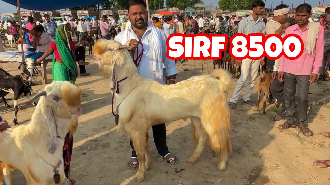 बकरा मंडी जसवंतनगर इटावा यूपी 9/10/2024