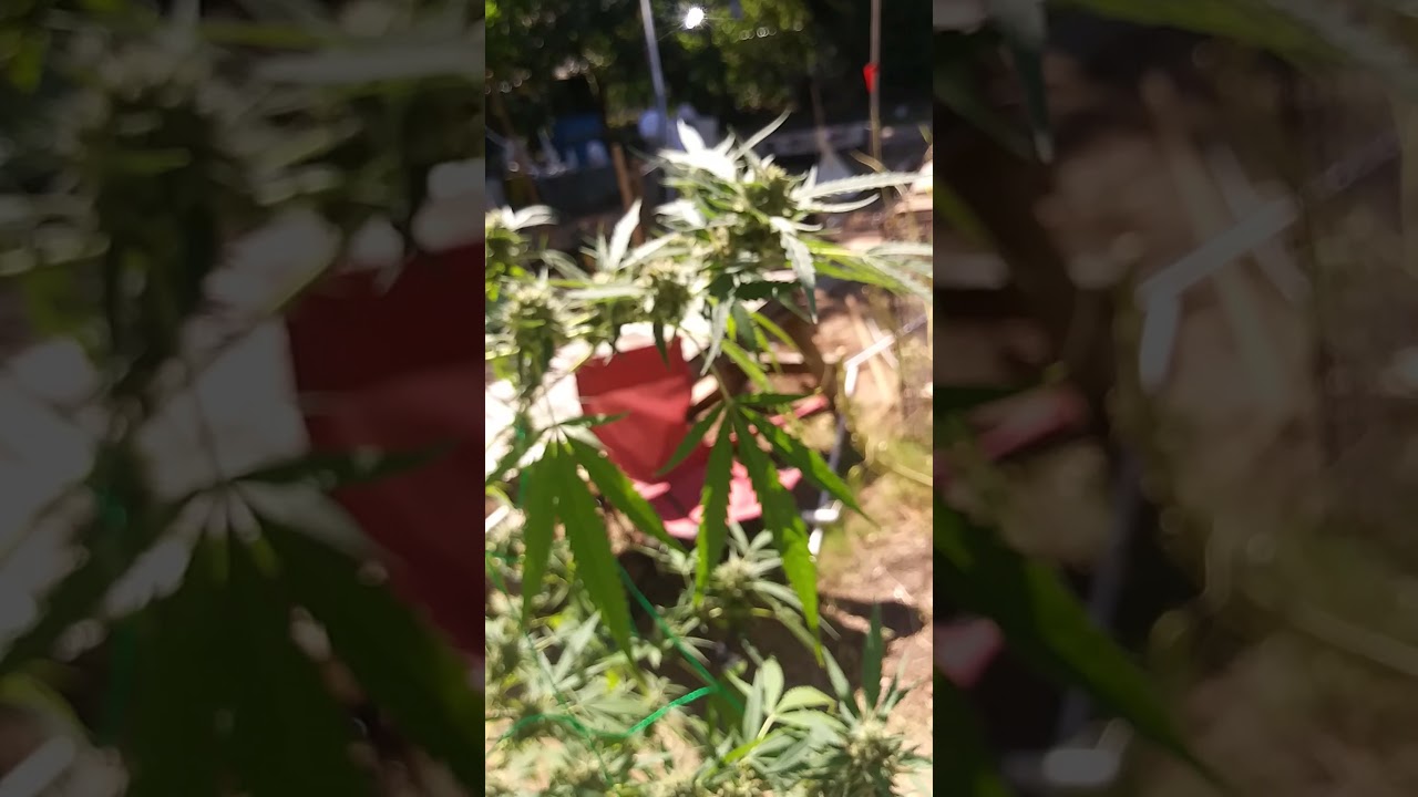 Oklahoma City outdoor grown cannabis 2021