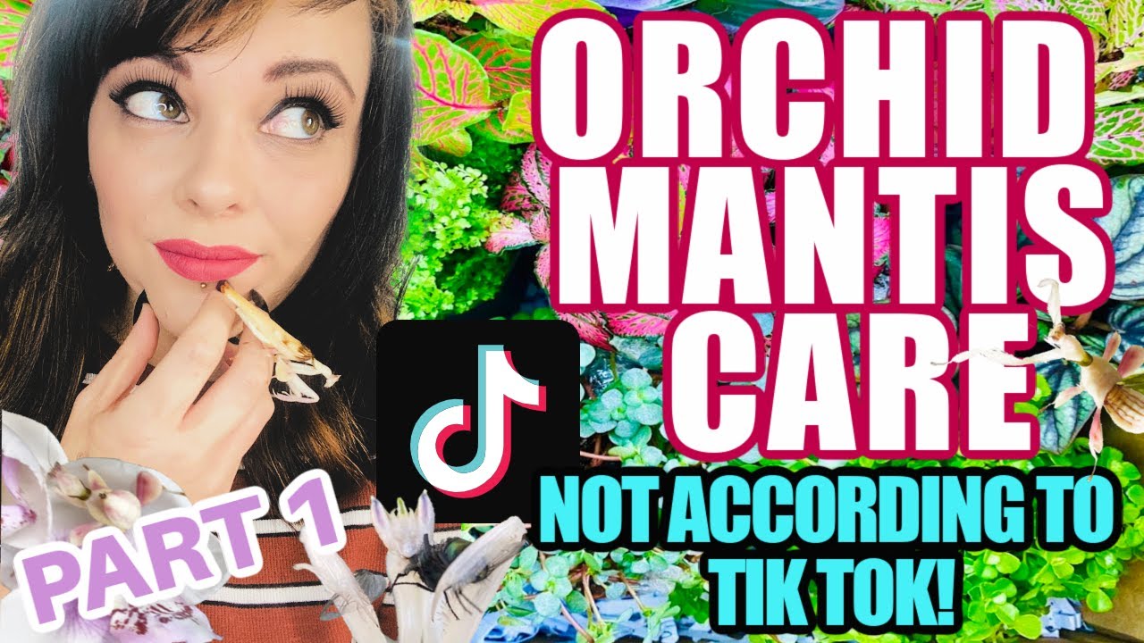 TIK TOK GOT IT WRONG!!! – CORRECT ORCHID MANTIS CARE - PART 1