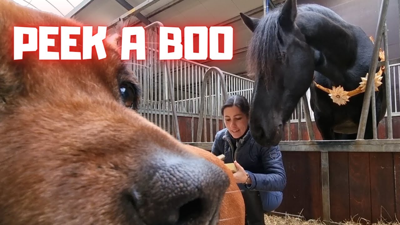 Peek a boo! Senna likes it! And Queen👑Uniek too | New Crown mare! | Friesian Horses