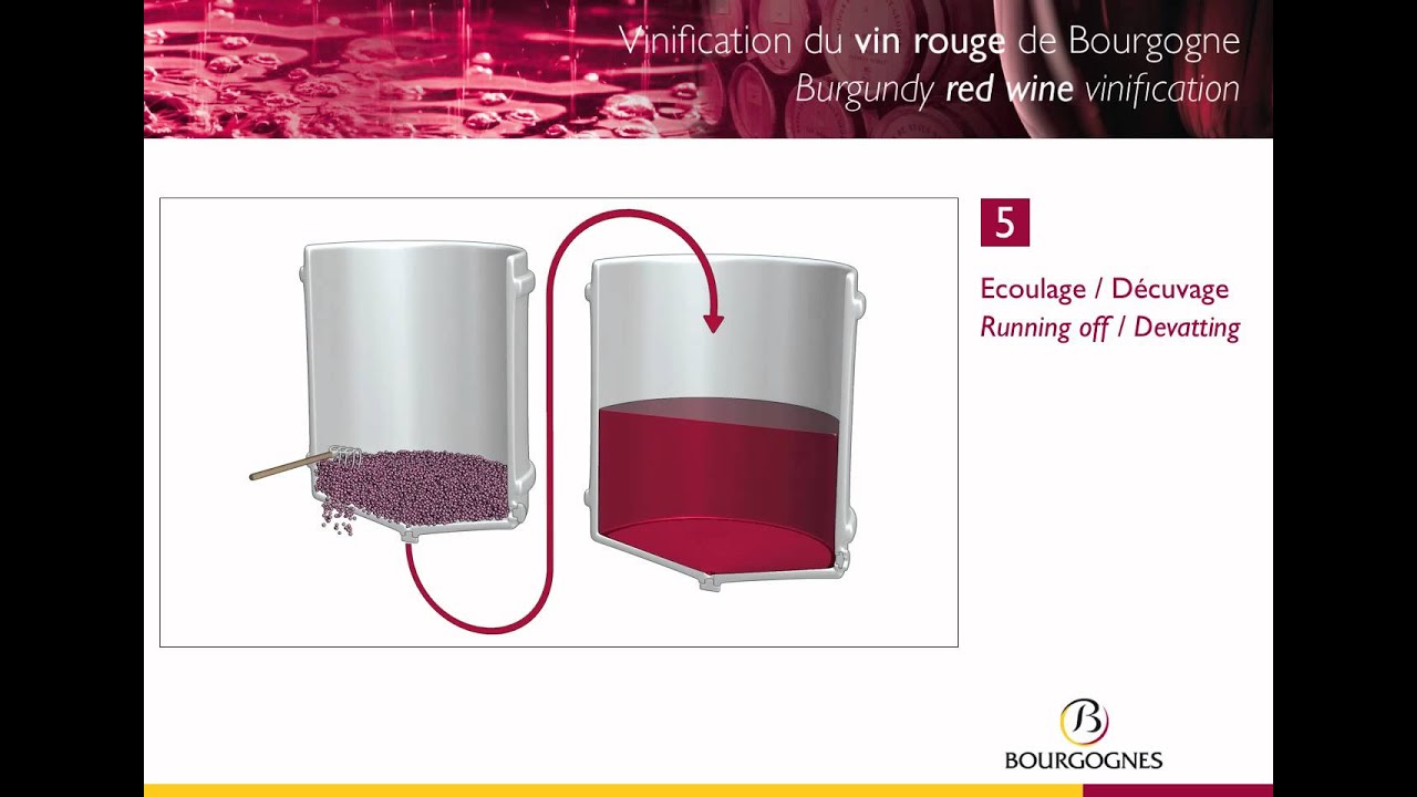 Vinification des vins rouges de Bourgogne / Vinification of red Bourgogne wines
