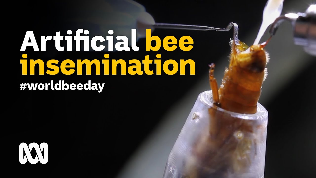 Could artificial insemination save our bees from varroa mite? 🐝💉 #WorldBeeDay | ABC Australia