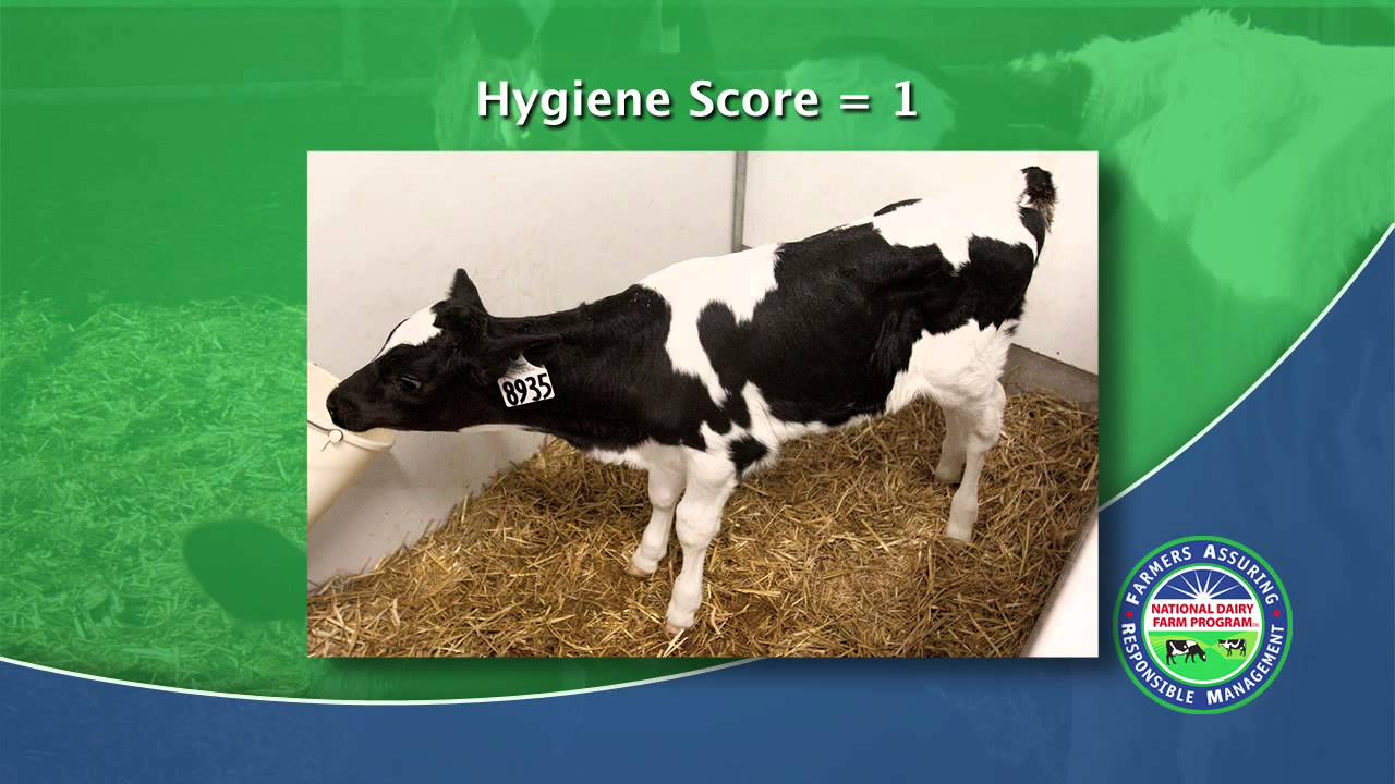 How to Hygiene Score a Dairy Cow (2013)