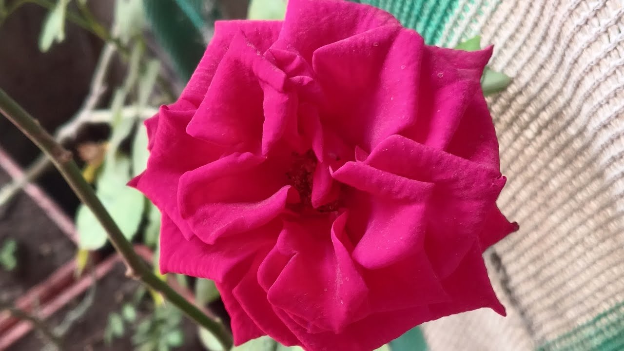 🌄🌄गुड मॉर्निंग सभी को🌄🌄